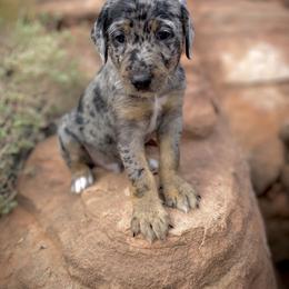 Aussiedoodle and Leopardoodle Puppies from A Puppy Crush