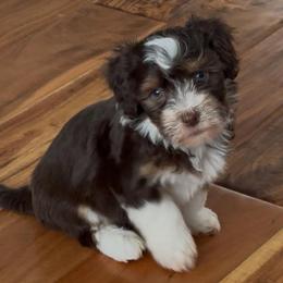 Snickers - Chocolate male Havanese puppy in Reese, Michigan from Windy Hill Havanese