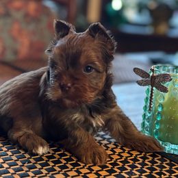 Mia - Chocolate and tan female Yorkshire Terrier puppy in Lafayette, Georgia from Berggipfel Yorkies