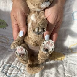 Goldendoodle Puppies from Cassie Farms