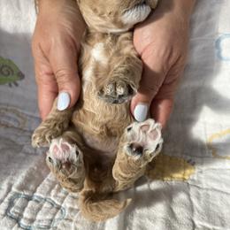 Goldendoodle Puppies from Cassie Farms