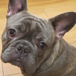 French Bulldogs from Sal-Rod Texas Frenchies