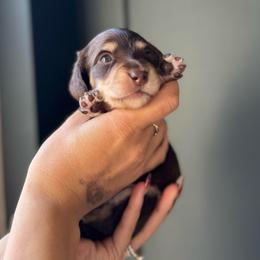 Chocolate boy 2- 3500 - Chocolate and cream male Dachshund puppy in North Branch, Michigan from Monarch Miniature Dachshunds