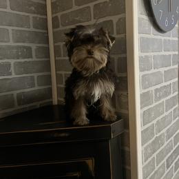 Teddy - Chocolate and tan male Yorkshire Terrier puppy in Decker, Michigan from Diane's Pups