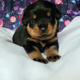 Rottweiler Puppies from Von Hunter Rottweilers