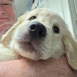 Red Collar male - Golden male Golden Retriever puppy in Milton, Florida from Katherine's Golden Retrievers and Gordon Setters.