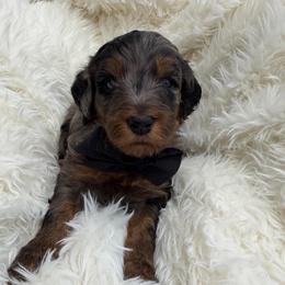 Gunter - Merle male Goldendoodle puppy in Spokane, Washington from Goldendoodles on the Prairie
