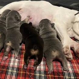 French Bulldog Puppies from Top Billin' Frenchies