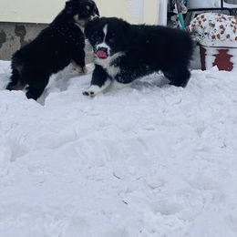 Australian Shepherd and Miniature American Shepherd Puppies from Whispering Valley Miniature American Shepherds and Australian Shepherds