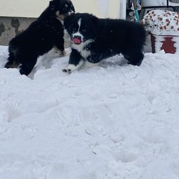 Australian Shepherd and Miniature American Shepherd Puppies from Whispering Valley Miniature American Shepherds and Australian Shepherds
