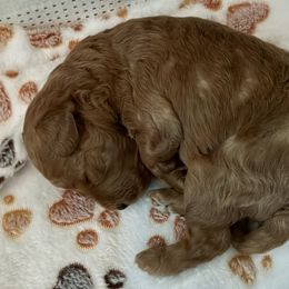 Goldendoodle Puppies from Miss Cindy’s Doodles
