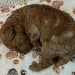 Goldendoodle Puppies from Miss Cindy’s Doodles