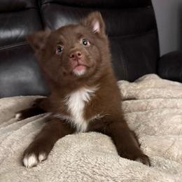 Donna - Red and white female Pomsky puppy in Ravena, New York from Osiris’s Siberians & Pomskies