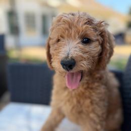 Grey - Apricot male Goldendoodle puppy in Shingle Springs, California from California Double Doodles