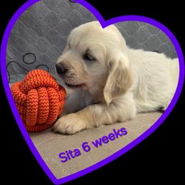 Purple girl - Light golden female Golden Retriever puppy in Albuquerque, New Mexico from Teeter's Desert  Goddess Goldens