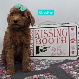 Slushie - Red  female Goldendoodle puppy in Neillsville, Wisconsin from Granton Creek