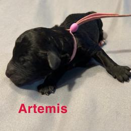 Artemis - Black female Poodle puppy in Little Compton, Rhode Island from Shippee’s Standards