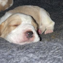 Basset Hound Puppies from Best Friends Bassets