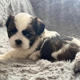 Moo Moo - Brindle and white male Shih Tzu puppy in Northridge, California from Our ShihTzu Family