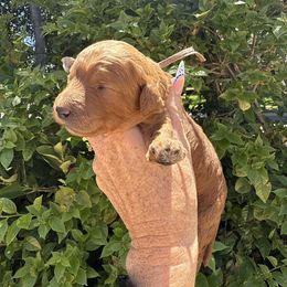 Dana - Red  female Goldendoodle puppy in La Verne, California from Marshall Goldendoodles