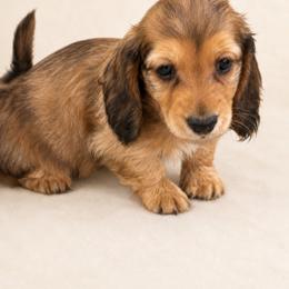 Clifford - Red male Dachshund puppy in Statesville, North Carolina from Lakeside Dachshunds
