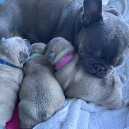 French Bulldog puppies from Upcountry Frenchies