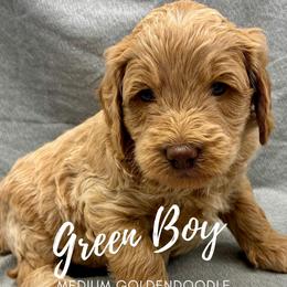 Green Boy - Apricot male Goldendoodle puppy in Travelers Rest, South Carolina from Bailey Mountain Doodles