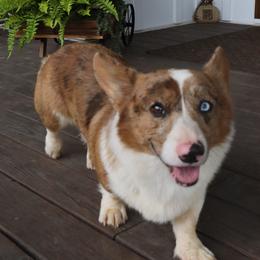 Ares - American Corgi