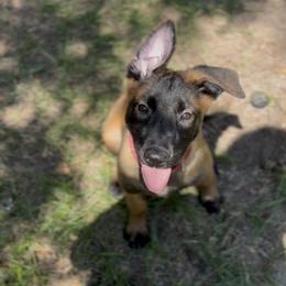 Belgian Malinois Puppies from Lion and The Lamb Kennel