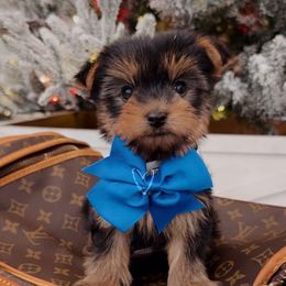 Yorkie Baby Boy 2 - Black and tan male Yorkshire Terrier puppy in North Chelmsford, Massachusetts from Coastal Yorkshire Terrier Yorkies & Biewer Terriers