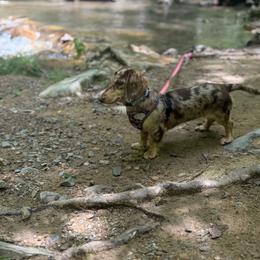 Nestlé - Chocolate and cream female Dachshund puppy in Morristown, Tennessee from Hillside Hounds