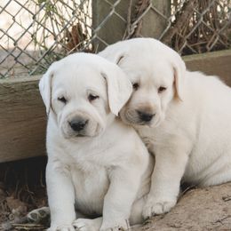 Labrador Retriever Puppies from Polar Bear Farms