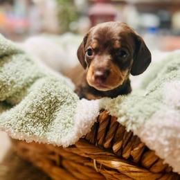 Guinness - Chocolate and tan male Dachshund puppy in Fontana, California from DOXI.E.