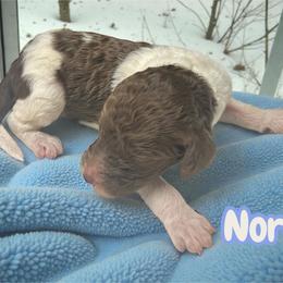 North - Parti male Goldendoodle puppy in Ellenburg Center, New York from Kristin's Puppies