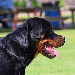 Grit - Rottweiler