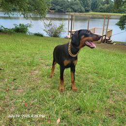 Kita - Black and rust female Doberman Pinscher puppy in Mc Donough, Georgia from Davis Doberman Pinschers