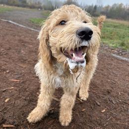 Goldendoodle All Grown Up from Dawnie’s Doodles