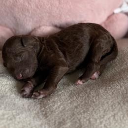 Mouse (Brown Girl) - Red  female Goldendoodle puppy in Toledo, Ohio from Avery Doodle Day LLC