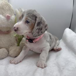 Pink - Dapple female Dachshund puppy in Goodyear, Arizona from AZ Royal Doxies llc