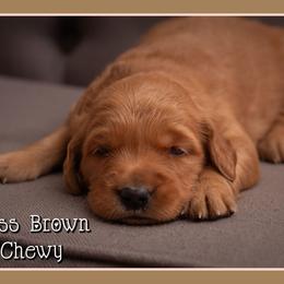 Chewy - Dark golden female Golden Retriever puppy in Driggs, Idaho from SK Golden Retrievers