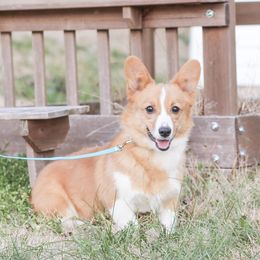 Petunia - Pembroke Welsh Corgi