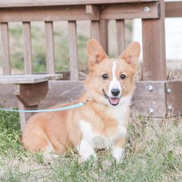 Petunia - Pembroke Welsh Corgi