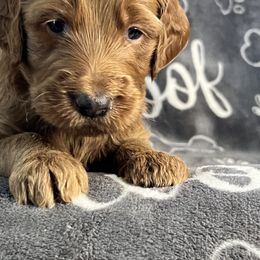 Bernedoodle and Goldendoodle Puppies from Ruby's Doodles