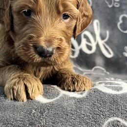 Bernedoodle and Goldendoodle Puppies from Ruby's Doodles