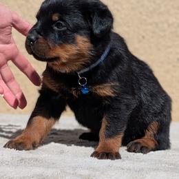 Blue - Black and mahogany male Rottweiler puppy in Oroville, California from Von Brennan kennels