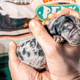 Rachel - Merle Goldendoodle puppy in Kissimmee, Florida from Pawplar Goldens