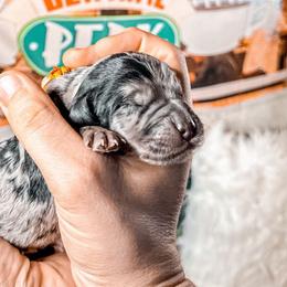 Rachel - Merle Goldendoodle puppy in Kissimmee, Florida from Pawplar Goldens