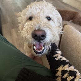Sadie - Goldendoodle