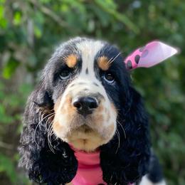 Marla - Black white and tan female English Springer Spaniel puppy in Crawford, Tennessee from Lilly Lane Spaniels