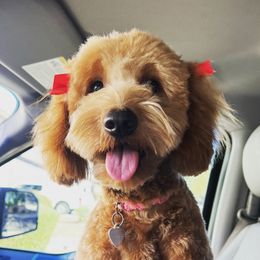 Remy - Goldendoodle